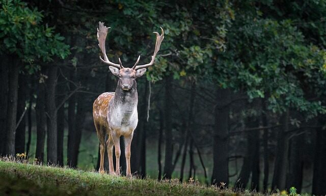 Co oznacza 3 gatunek płytek?
