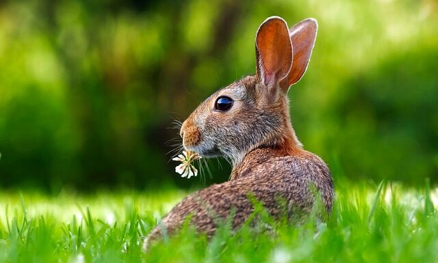 Czy królik może jeść tylko granulat?