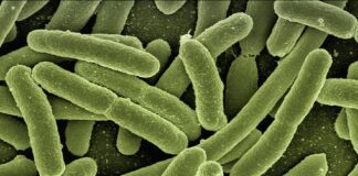 Jak sprawdzić czy w wodzie jest bakteria coli?
