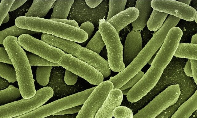 Jak sprawdzić czy w wodzie jest bakteria coli?