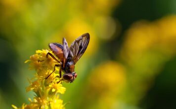 Z której strony ma być faza w gniazdku?
