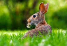 Co królik może jeść codziennie?