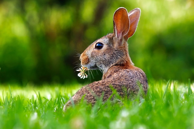 Czy królik może jeść jabłka?