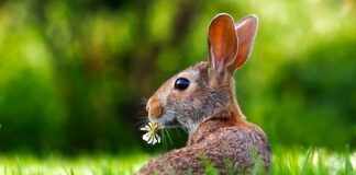 Co robi królik gdy się boi?